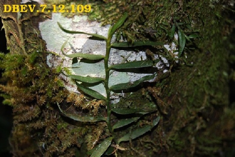 Angraecum zaratananae photo 4