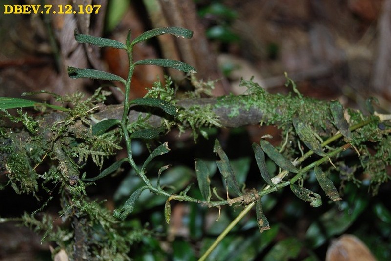 Angraecum zaratananae photo 5