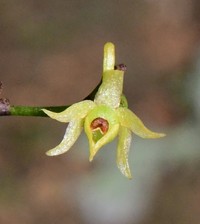 Angraecum zeylanicum
