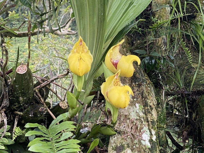 Anguloa cliftonii