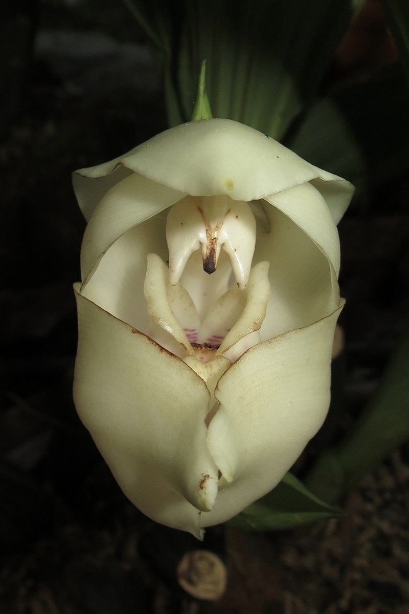 Anguloa eburnea