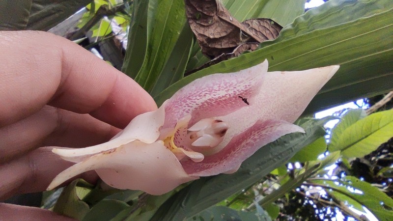 Anguloa virginalis