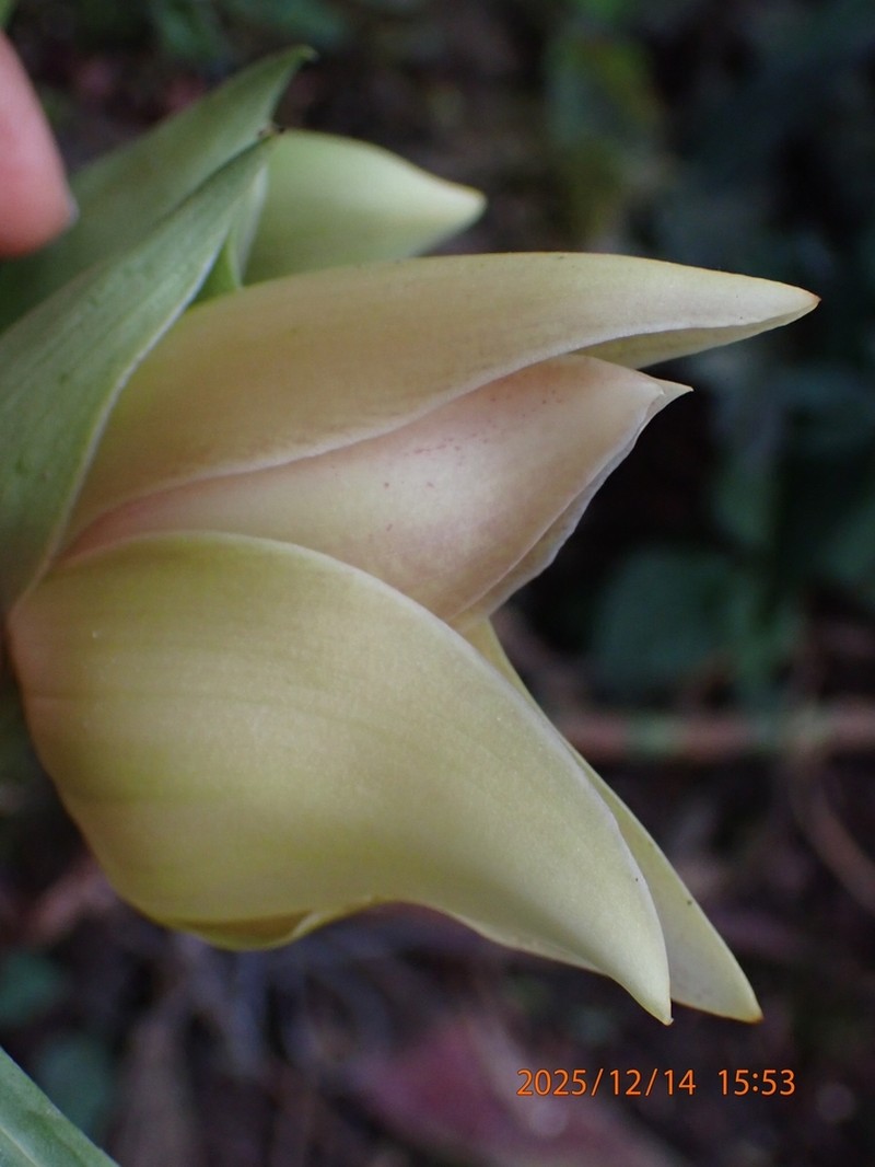 Anguloa virginalis photo 2
