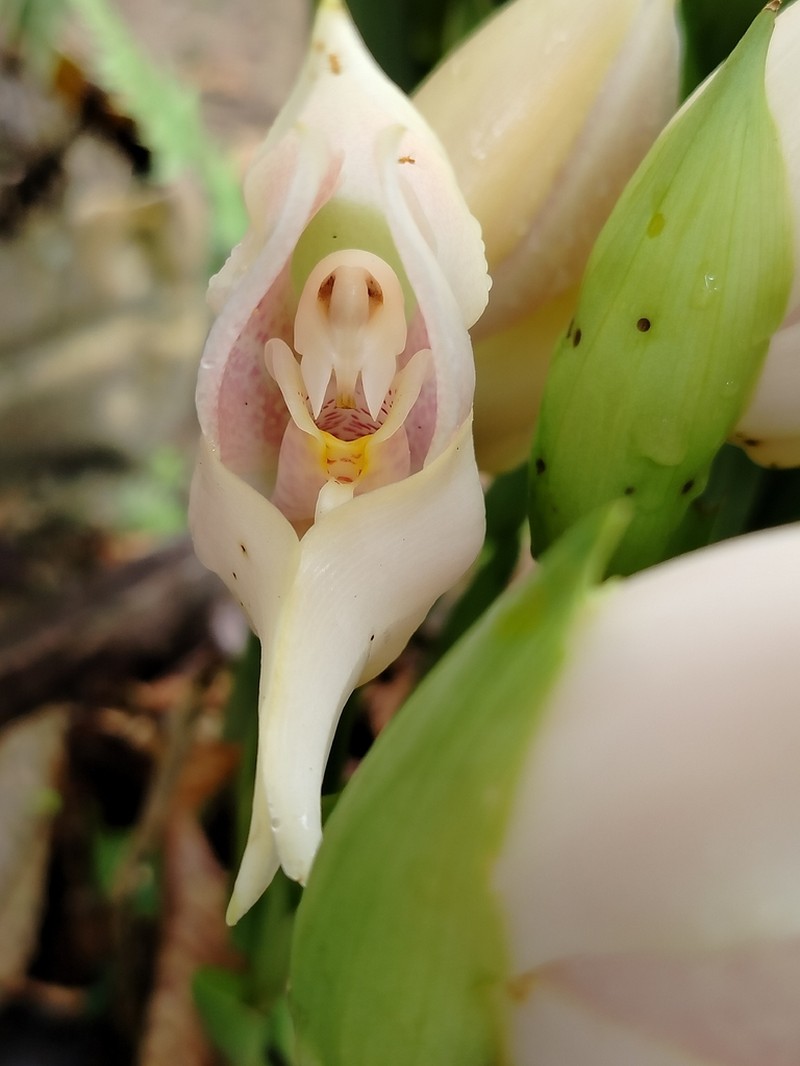 Anguloa virginalis photo 3