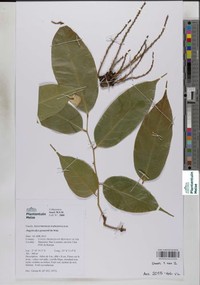 Angylocalyx pynaertii