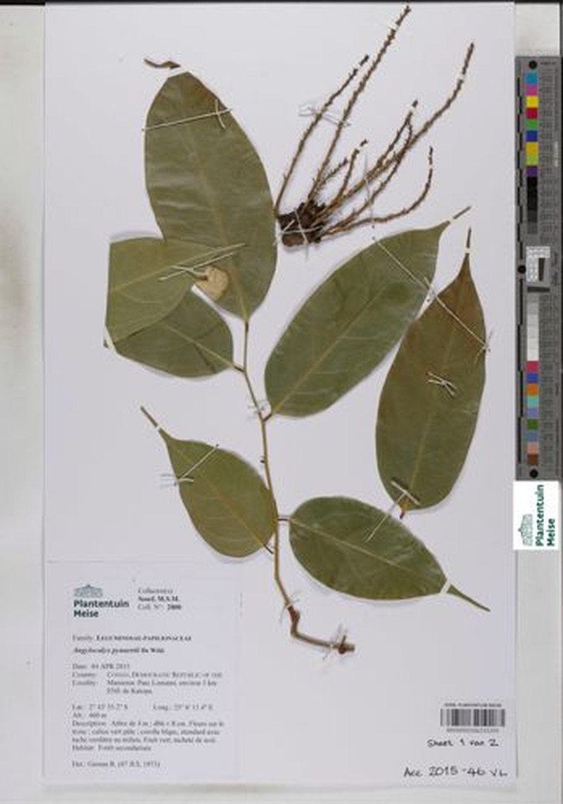 Angylocalyx pynaertii