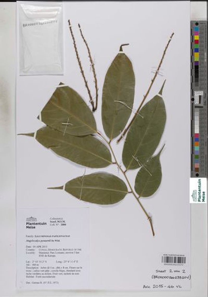 Angylocalyx pynaertii photo 2