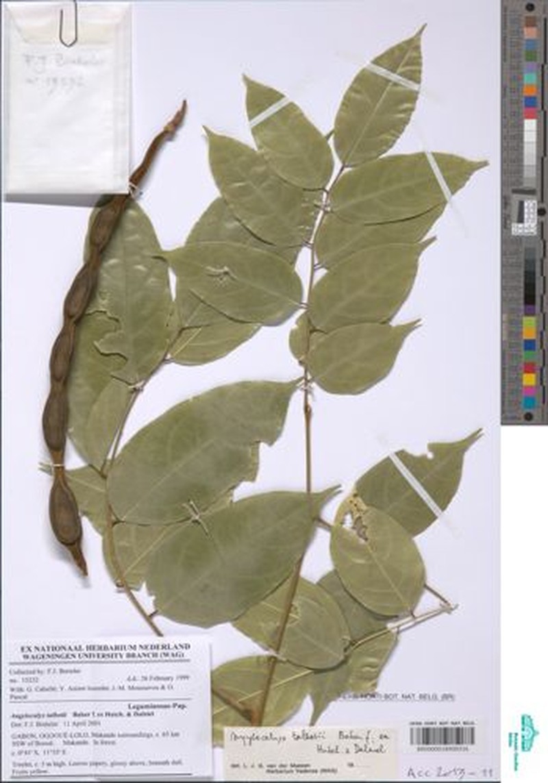Angylocalyx schumannianus