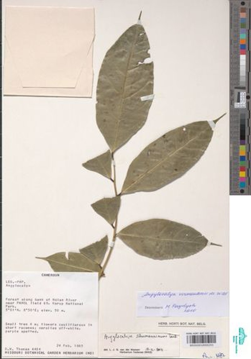 Angylocalyx schumannianus photo 2