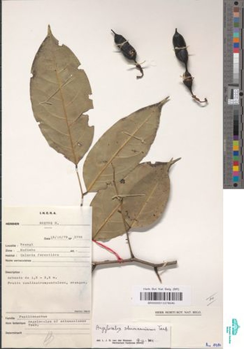 Angylocalyx schumannianus photo 3