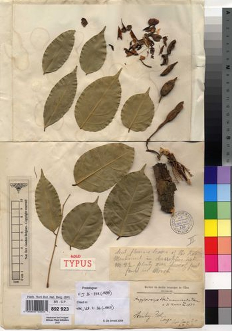 Angylocalyx schumannianus photo 4