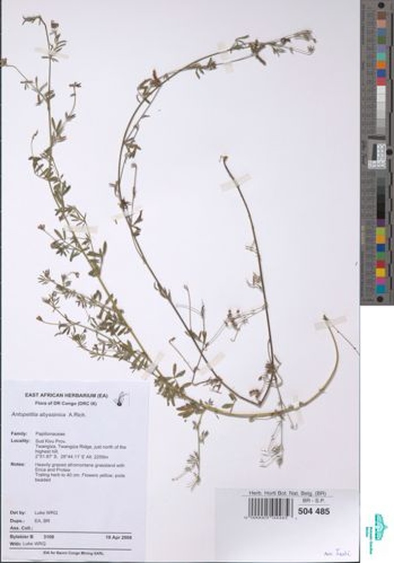 Angylocalyx vermeulenii