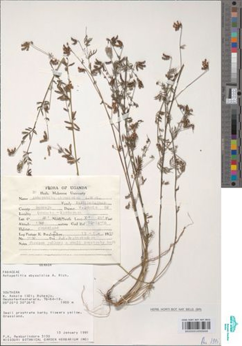 Angylocalyx vermeulenii photo 2