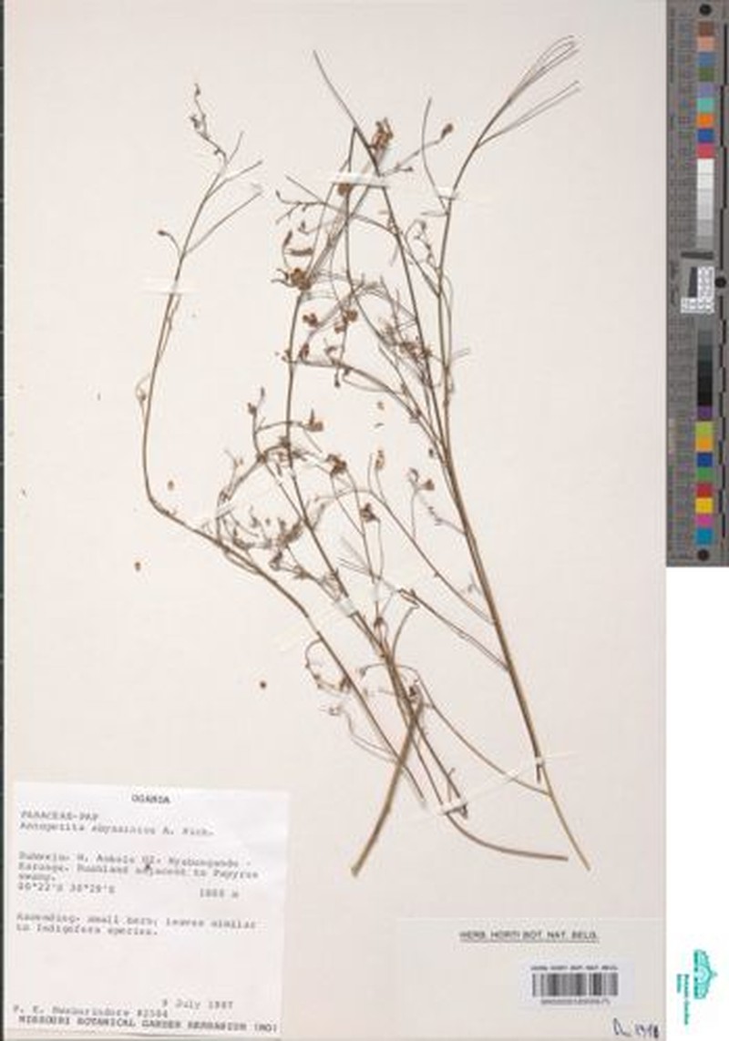 Angylocalyx vermeulenii photo 3