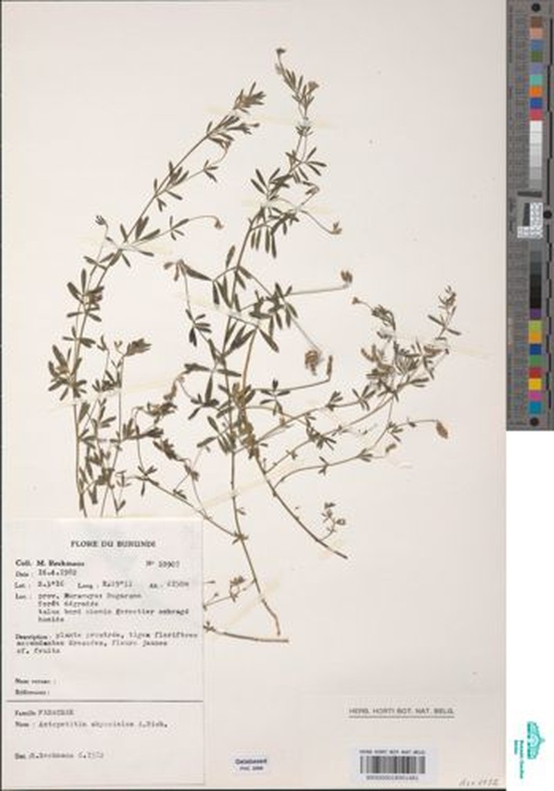 Angylocalyx vermeulenii photo 4