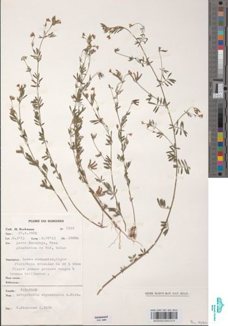 Angylocalyx vermeulenii photo 5