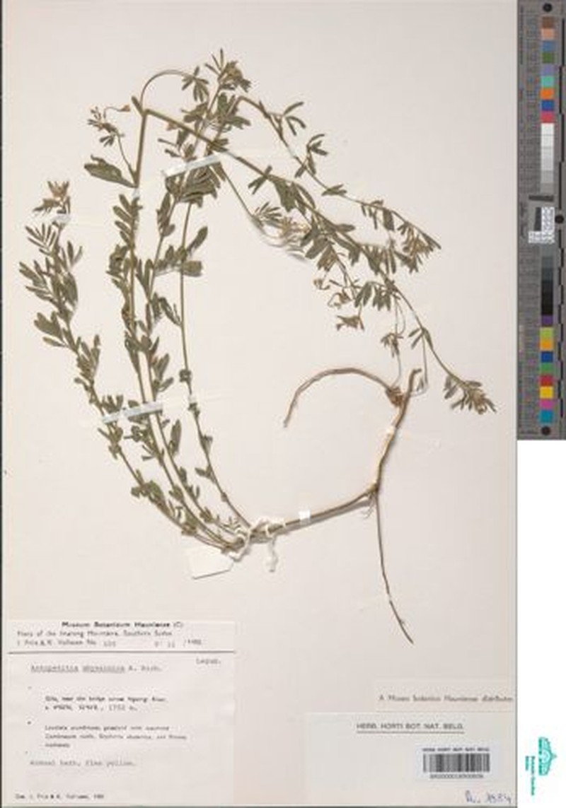 Angylocalyx vermeulenii photo 6