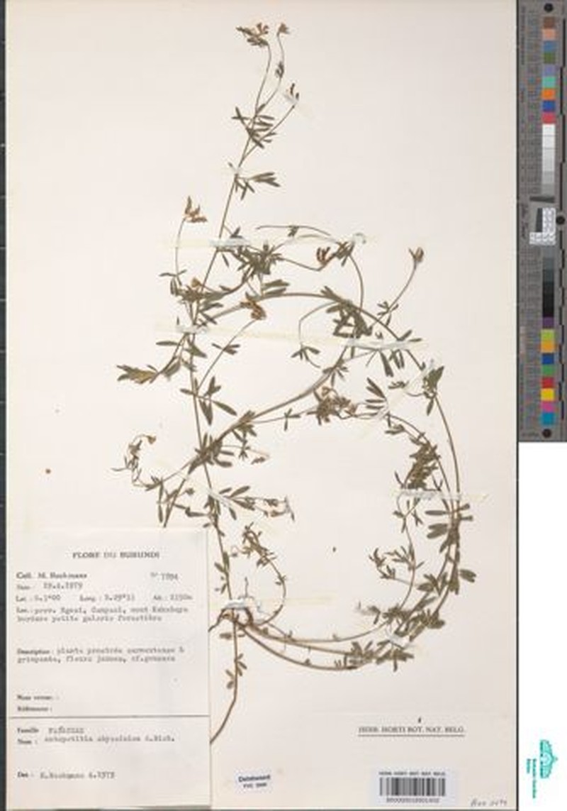 Angylocalyx vermeulenii photo 7