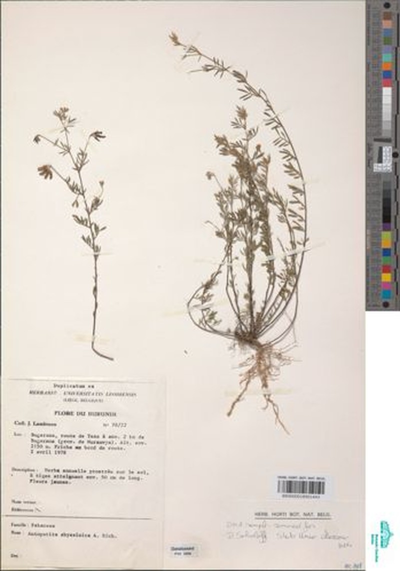 Angylocalyx vermeulenii photo 8
