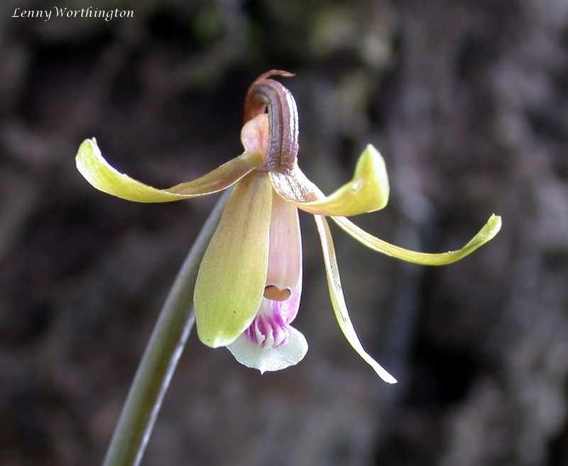 Ania angustifolia
