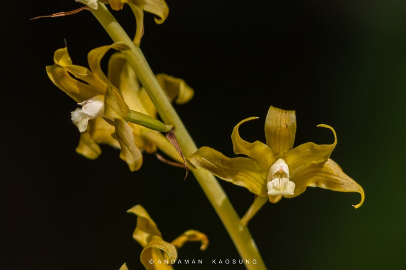 Ania viridifusca photo 2