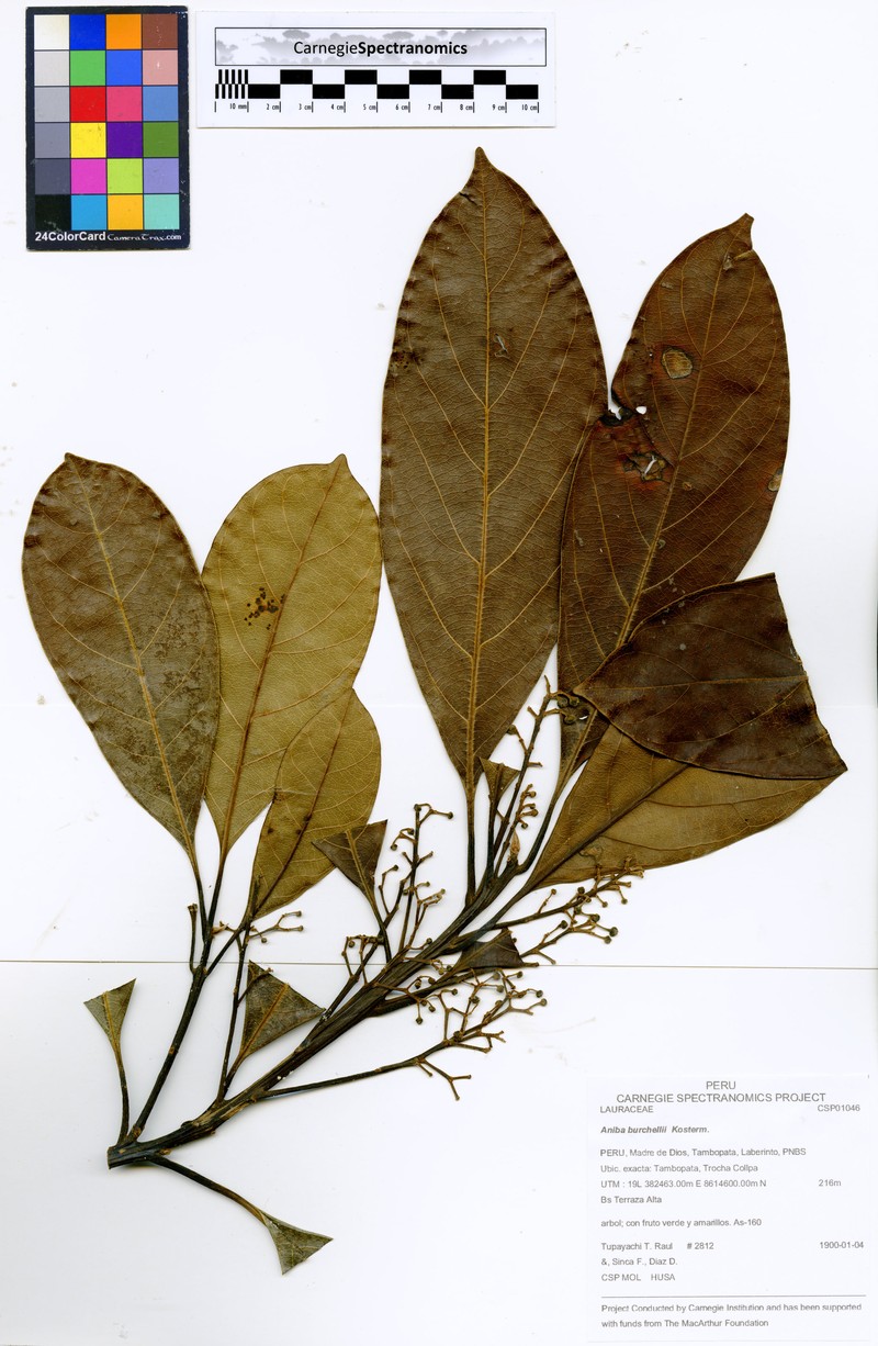 Aniba burchellii