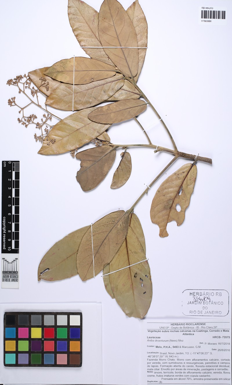 Aniba desertorum