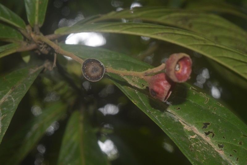 Aniba ecuadorica