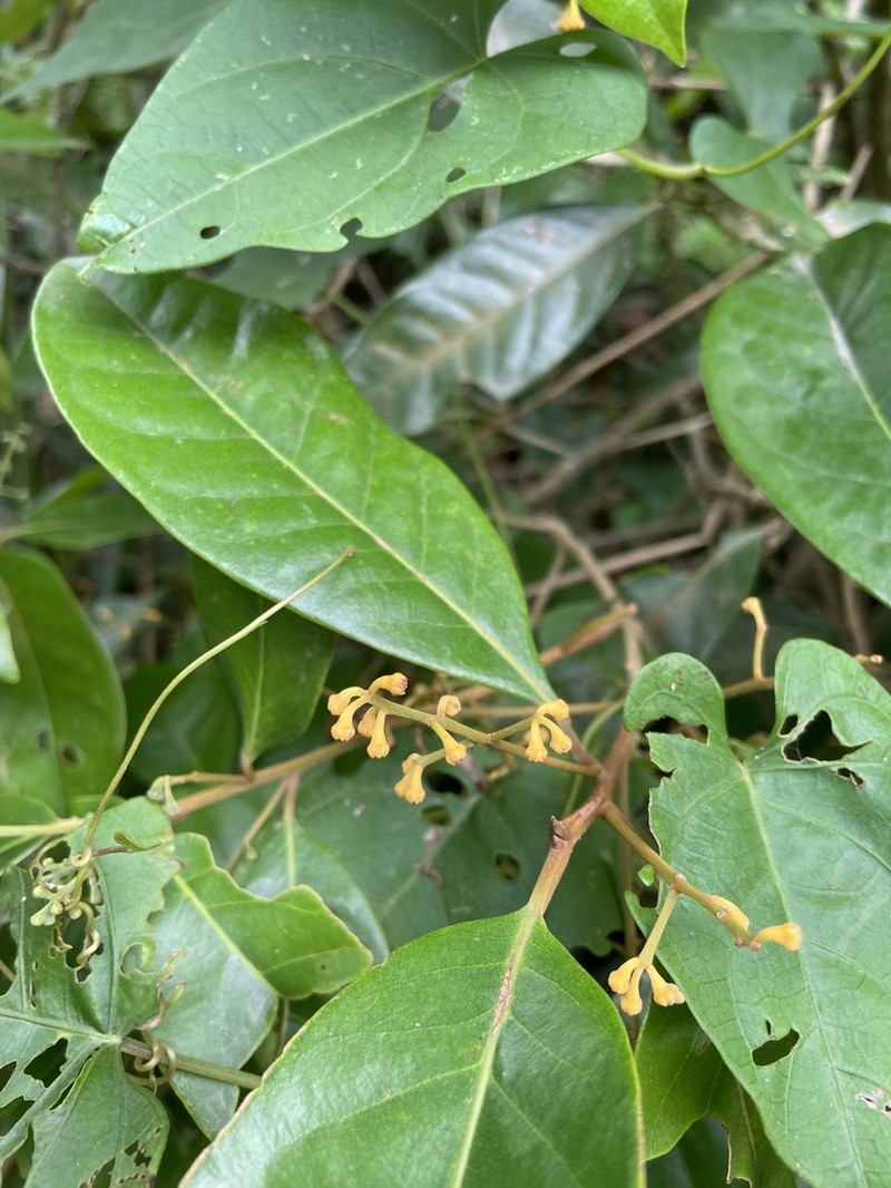 Aniba firmula
