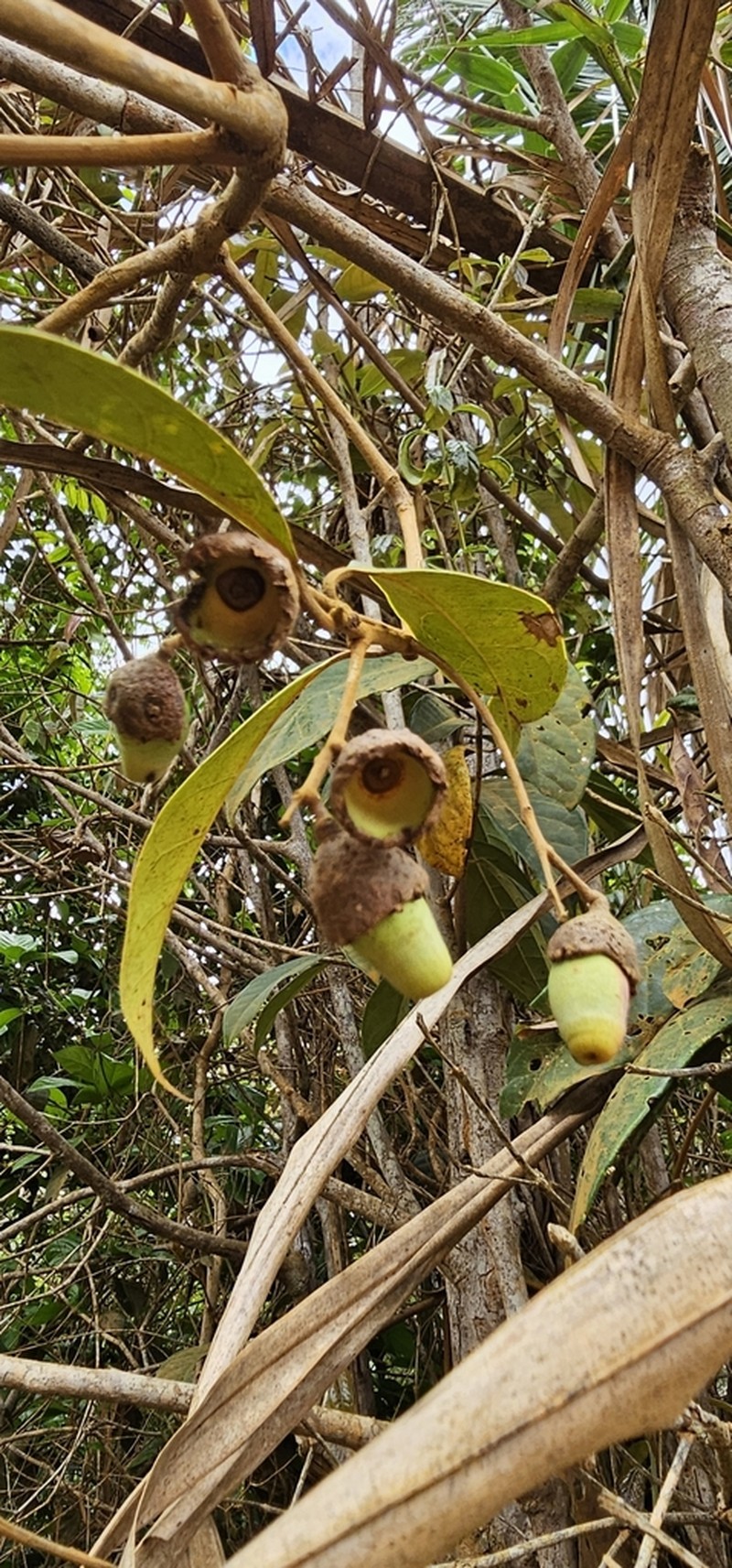 Aniba firmula photo 2