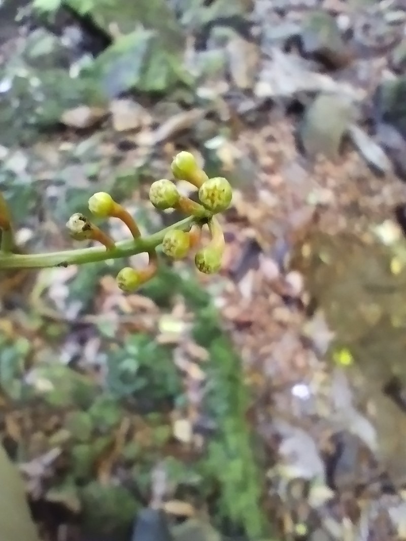 Aniba glabra photo 3