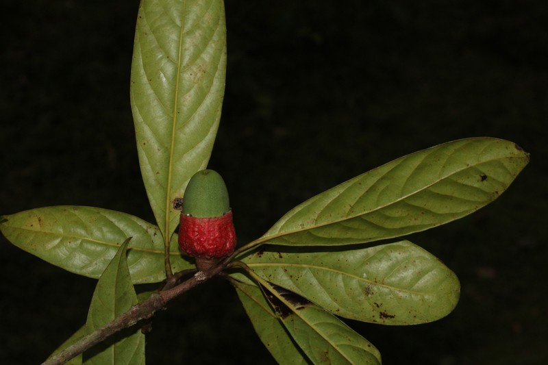 Aniba glabra photo 4