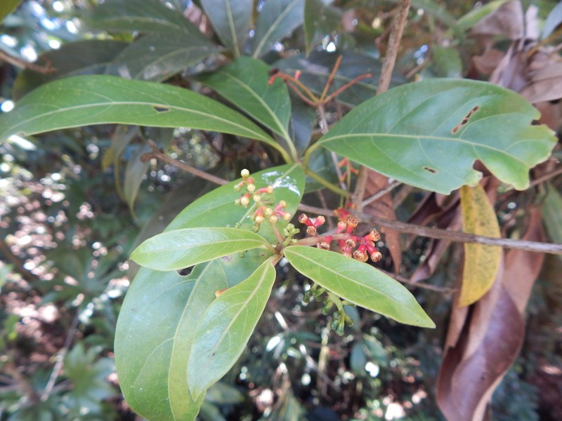 Aniba glabra photo 5