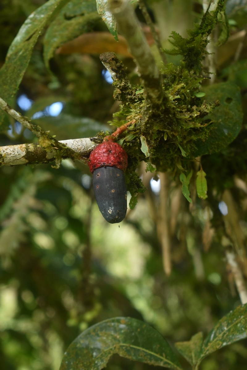 Aniba glabra