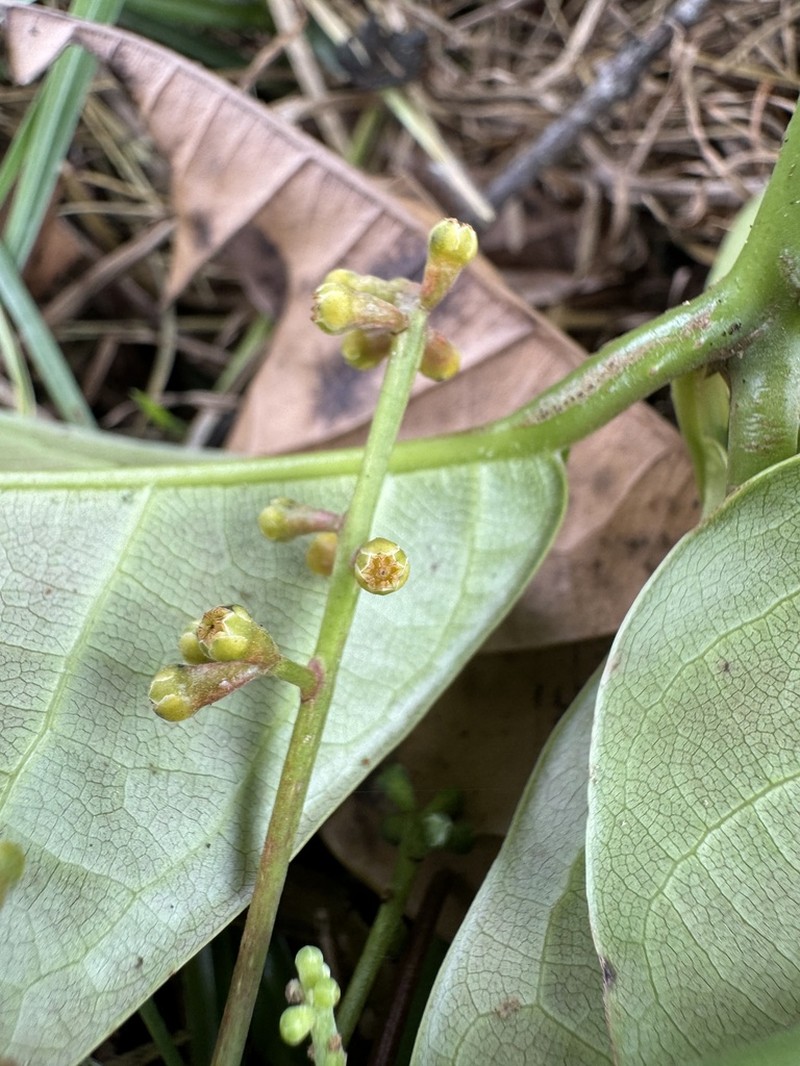 Aniba glabra photo 2