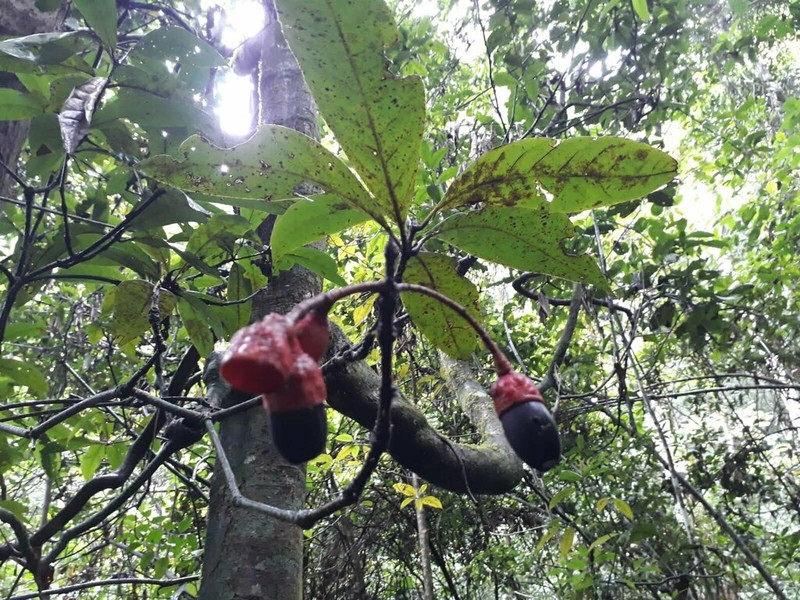 Aniba guianensis