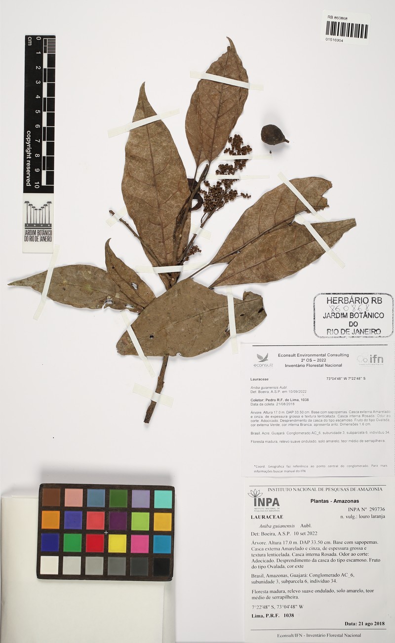 Aniba guianensis photo 2