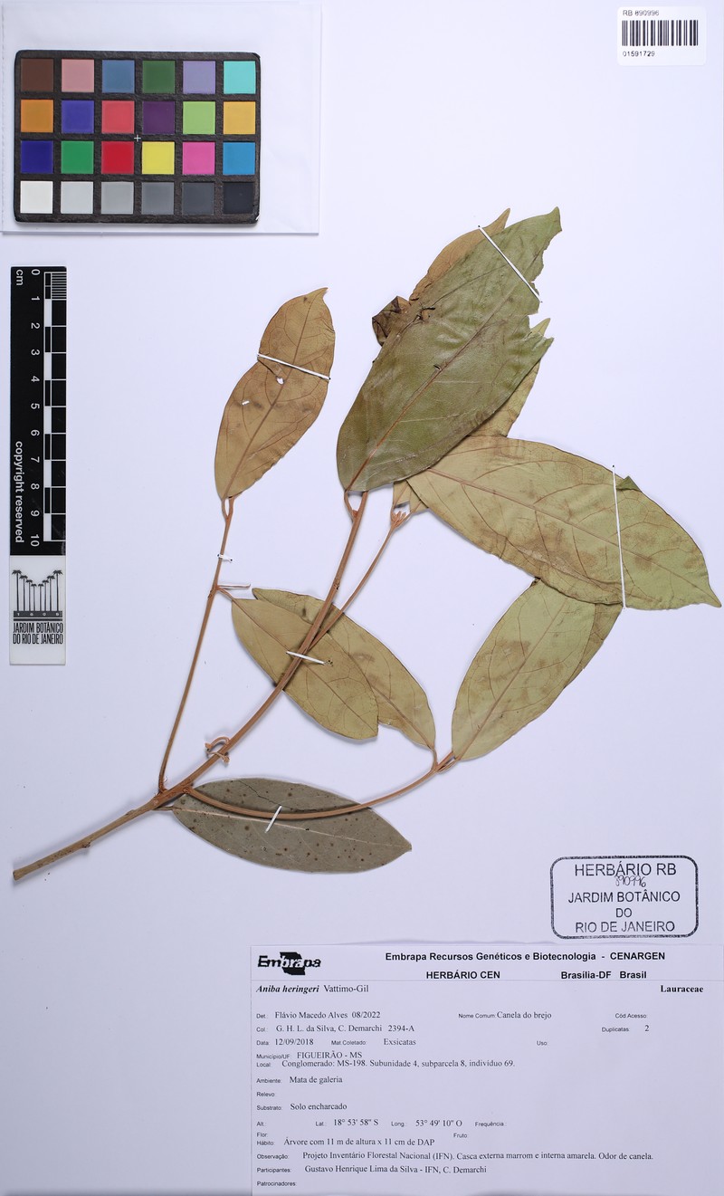Aniba heringeri