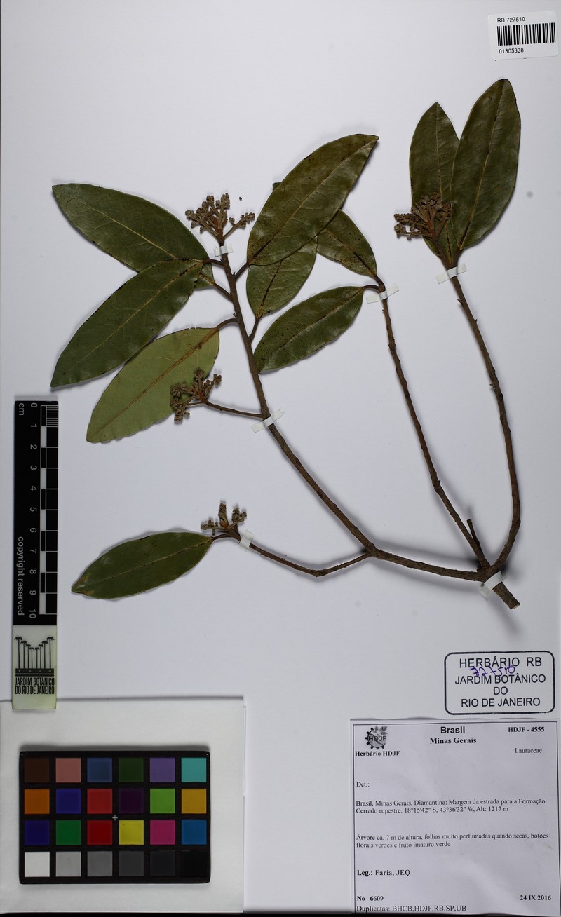 Aniba heringeri photo 2