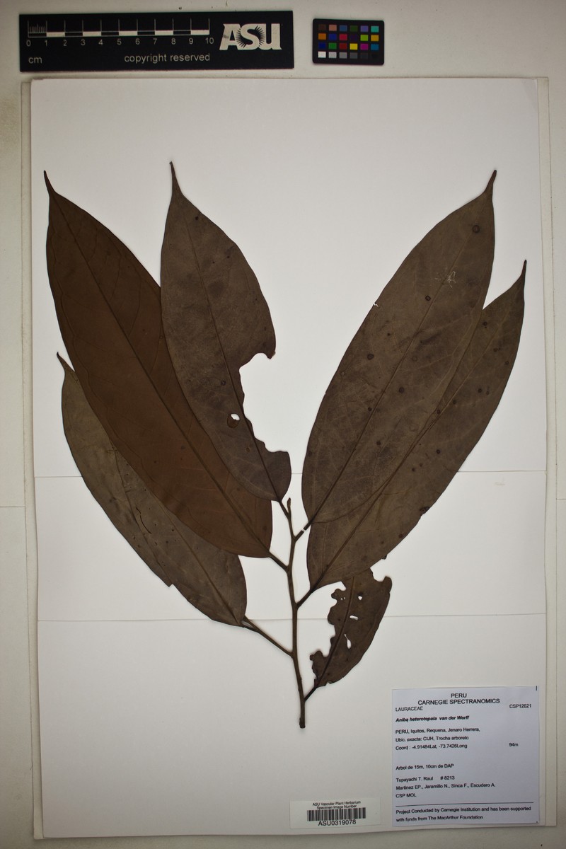 Aniba heterotepala