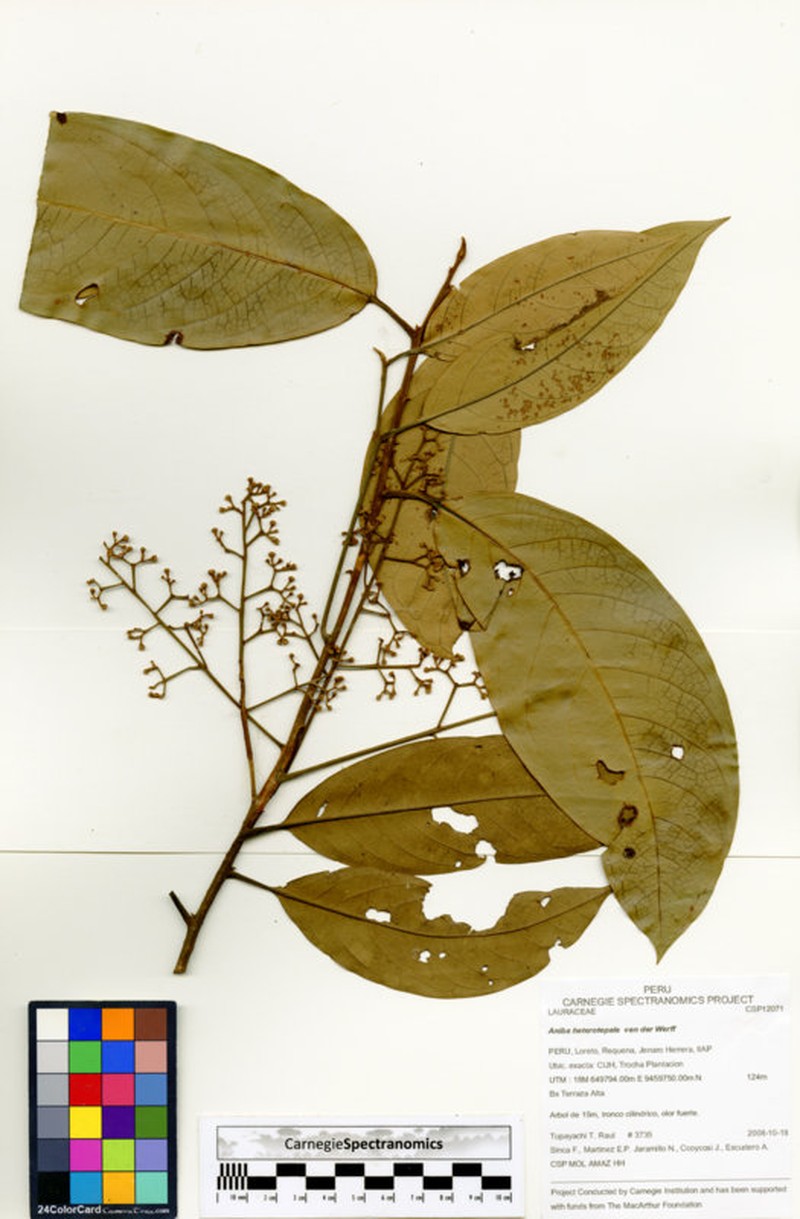 Aniba heterotepala photo 2