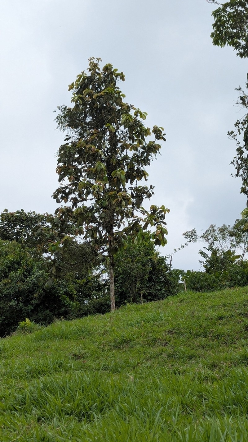 Aniba magnifica photo 2