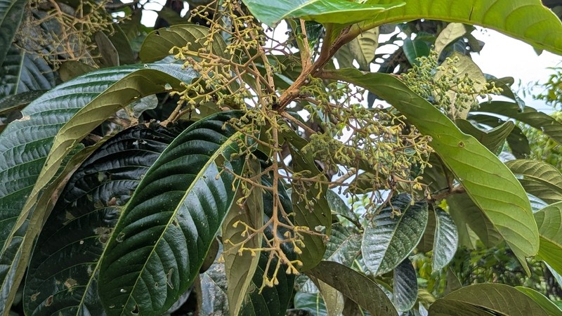 Aniba magnifica photo 3