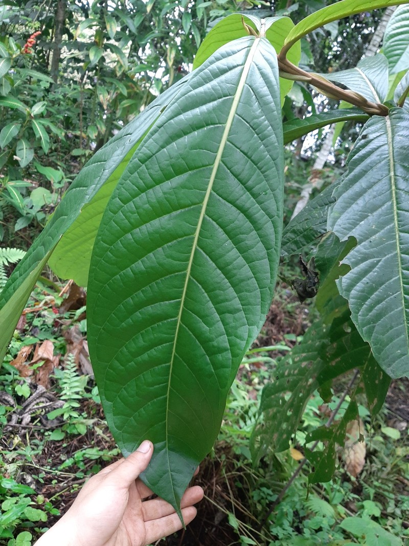 Aniba magnifica photo 5