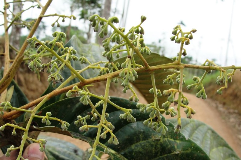 Aniba magnifica photo 6