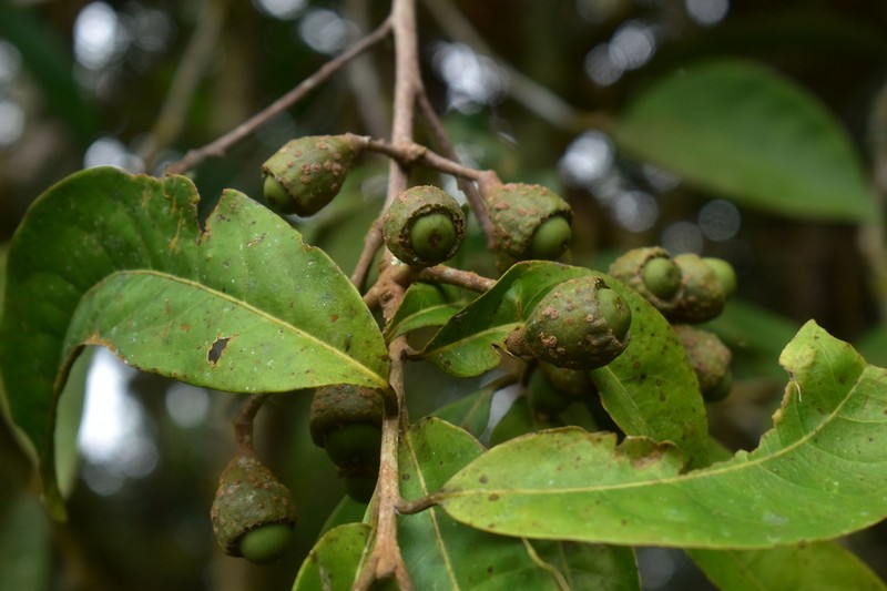 Aniba novogranatensis