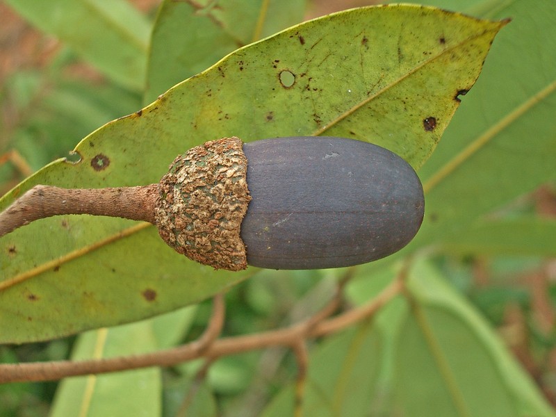 Aniba panurensis