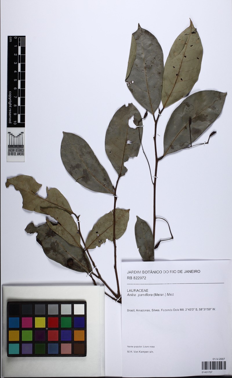 Aniba parviflora