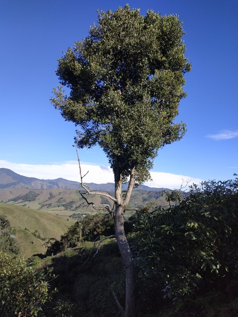 Aniba perutilis