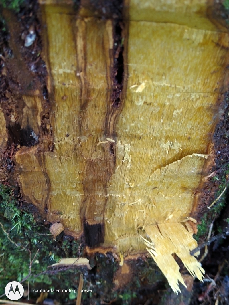 Aniba perutilis photo 2